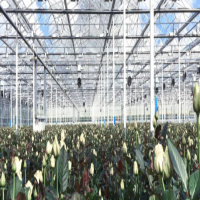 東集AUTOID 9助力鮮花的供應鏈高速運轉(zhuǎn)